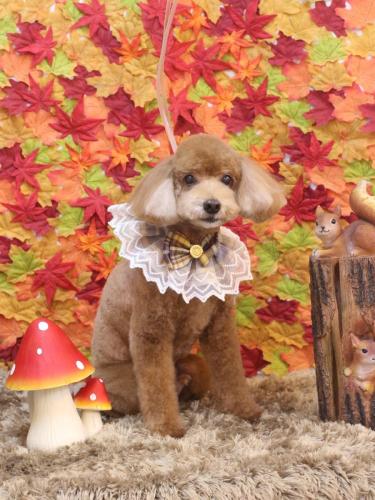 20241110バディくん